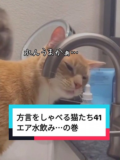方言をしゃべる猫たち41：おもしろ動画集