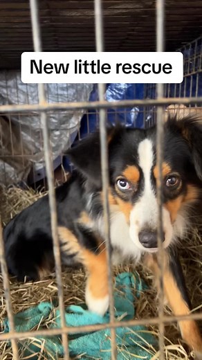New rescue someone dropped this little boy on our road mini aussie rescue. #aussiethings #miniaussieshepherd #aussierescue #dogsoftiktok #memphispets #rescuedog