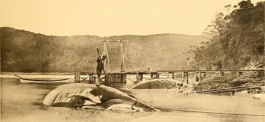 And what is a Wellerman?