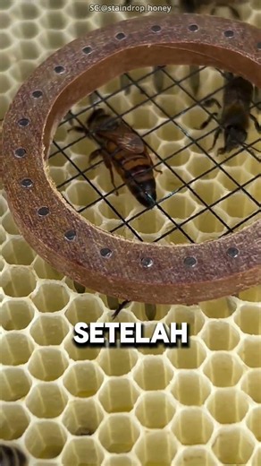 Ternyata Ini Fungsi Titik Warna di Punggung Ratu Lebah #viral #viralindonesia #fyourpage