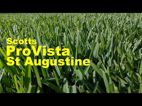 Scotts ProVista St AugustineGrass 6 Month Update And Thoughts