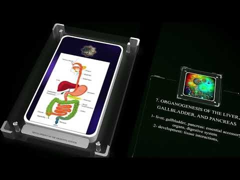 Development of the Digestive System