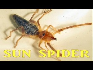 Sun Spider in Arizona