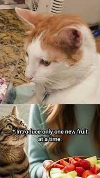 What Fruits Can Cats Eat? 🍎 Safe & Healthy Fruits Every Cat Owner Should Know! #cat #pets