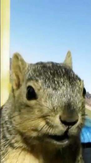 A Squirrel Steals an Airplane!