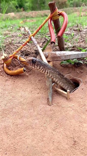 What Happens When a Snake Finds This Trap? #trappingtechniques #snake #wildernessseason