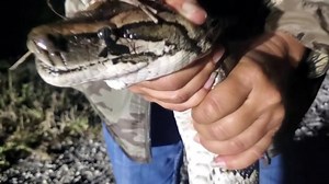 After Python Bowl success, 'Wildman' stresses importance of python hunt