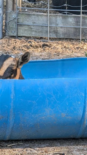 A Real Goats Moment, Up Close