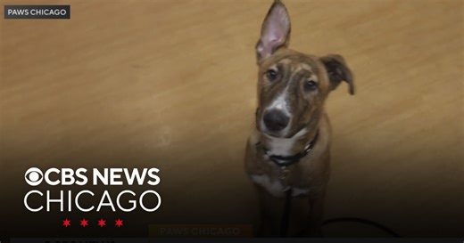 PAWS Chicago Pet of the Week: Baloo