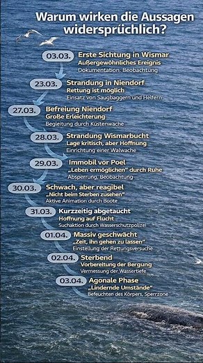 Vom Rettungsversuch zur Sterbebegleitung: Der ganze Verlauf #buckelwal #ostsee #breakingnews