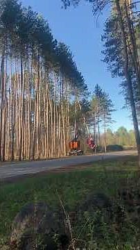 Chopping down 80-foot red pines in Keene