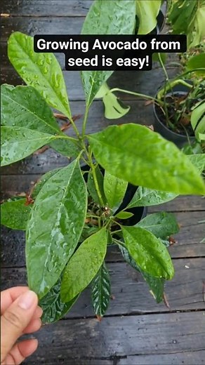 Easy way to grow avocado from seed #youtubeshorts #trendingshorts #comedy #garden #ytshorts #grow