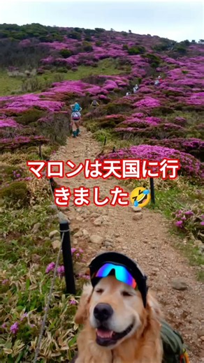 I hiked across Maron and Kuju, Kutsukakeyama, Tengu-ga-shiro, Nakadake, Kujusan, and Ogigahana 😱 ...