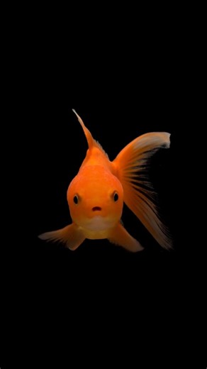 Hoy es el día del Pez Goldfish. 🐠💧 Un gran momento para recordar lo esencial que es darle un espacio adecuado, agua limpia y un ambiente enriquecido son claves para que tu pez dorado viva feliz y saludable por muchos años. En Petco contamos con todos los accesorios para que tu pequeño amigo cuente con un hábitat idóneo para su bienestar y crecimiento, ¡visítanos! 🏡​🤩​#PetcoMéxico #PezGoldfish #MascotasFelices #Goldfish #Peces #AcuarioEnCasa #PecesDeAcuario #PequeñasMacotas | Petco México