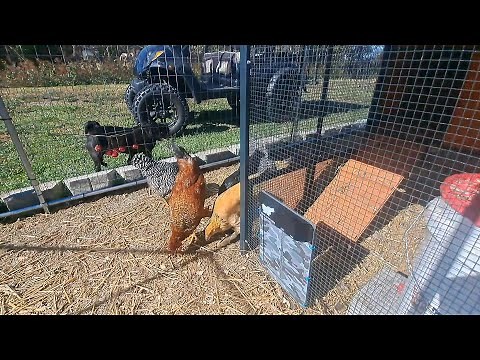 Run Chicken Automatic Door Installed on a Producers Pride Sentinel Chicken Coop