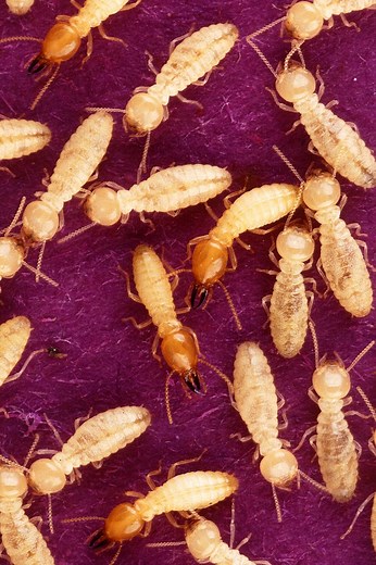 Why Do Termites Follow Ink Trails?