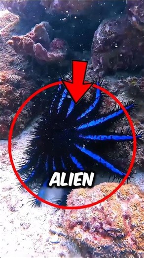 “This Ocean Creature Can Wipe Out Coral Reefs”