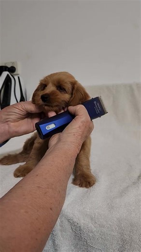 Clipper habituation: sooooo important, we work hard starting your pups off with clipper habituation and when they come home it's up to you to continue. How is your pup going. #ridgydidgecobberdogs #therapydogaustraliaseducatedbreeder #cobberdogpups #trainingcobberdogpups #futuretherapydog #groomingcobberdogpups #clippingpups | Ridgy Didge Australian Cobberdogs