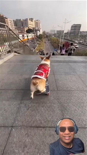 anjing ini bisa main skateboard dengan begitu lincah