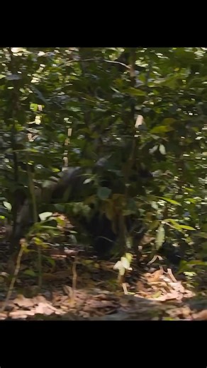 Gorillas #animals #monkey #gorilla #gorillas | Animal Documentary