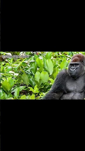 Meet the Cross River Gorilla The Rarest Great Ape Building Nests in the Rain!