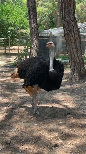 How Ostriches Survive in the Wild – Shocking Facts!