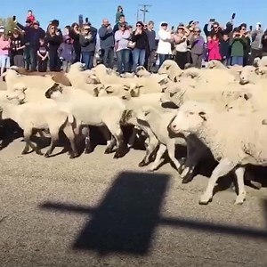 Thousands of sheep crossed a highway in Idaho for an annual event 🐑 Check out more animals on ITK: https://bit.ly/2V1meEN | In The Know