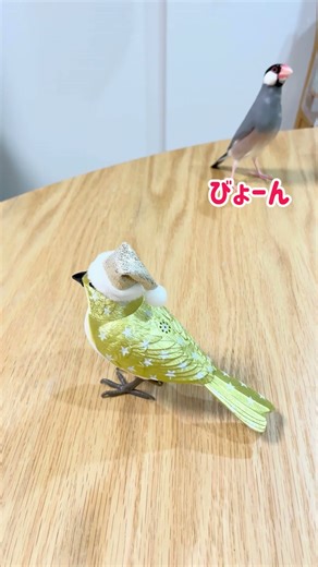 メリークリスマス🎄 #文鳥 #ペット #鳥 #かわいい #ふわもこ部 #birds #pet #finch #kawaii #癒し#javasparrow #shorts ⁡