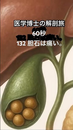 医学博士の解剖旅60秒132胆石胆嚢や胆管に石ができやすいのは、胆汁の成分バランスや流れの停滞が関係している。#解剖学#ダイエット#病気#胆石