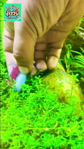 IS my Betta Fish REALLY Dead? #youtubeshorts #aquarium #betta