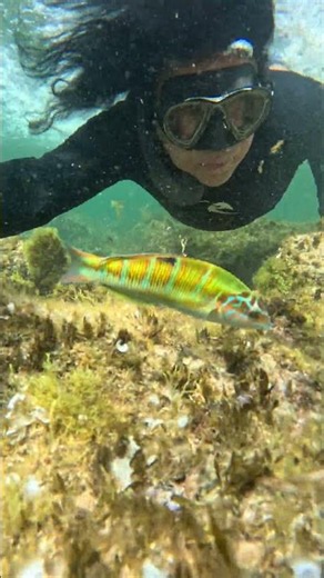 SNORKELING CON PEJEVERDE FUERTEVENTURA 2, MAYO 2026 #snorkeling #marinelife #marineanimals #ocean