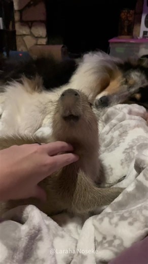 Adorable Capybaras That Will Make You Smile