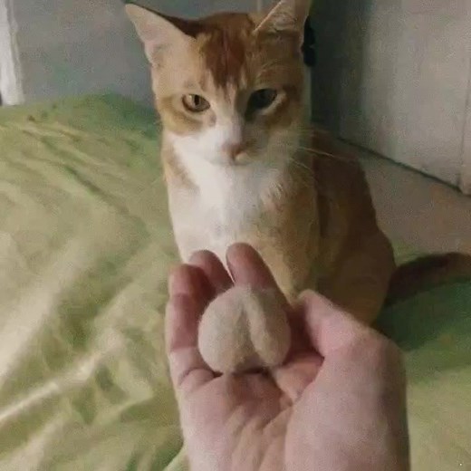 Lagu Namun Aku Akan Tetap Disini: Lirik dan Meme