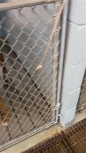 You could hear a pin drop... | Niagara SPCA