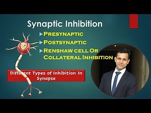 Synaptic Inhibition-Different Types Of Inhibition In Synapse Presynaptic, Postsynaptic, Renshaw Cell