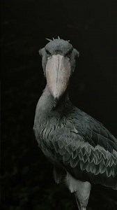 This Bird Sounds Like a Machine Gun #Shoebill #Animals