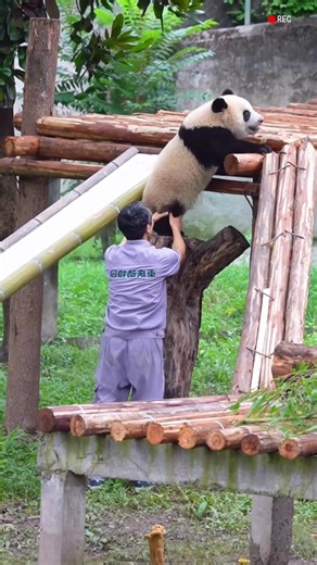Baby Panda Refuses to Go Home
