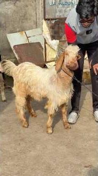 Golden Furry Goat