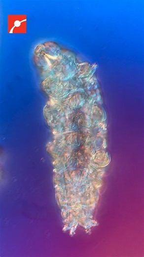 Museum of Science on Instagram: "How can you observe tardigrades? You take a look at moss: their natural habitat! Our friend @tardibabe took a look and found tardigrades from two genera: Milnesium and Macrobiotus. Milnesium tardigrades have long, pointy claws and a decorated snout, which help them grab, manipulate, and stabilize their prey. Macrobiotus have shorter claws and a simpler snout, which makes them vegetarians feeding off of algae and plant cells, with the occasional relapse into a car