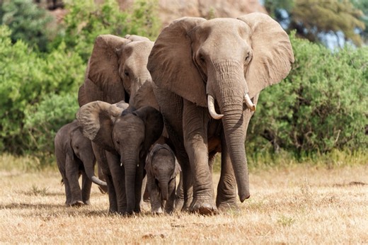 Alert circle: San Diego Zoo elephants show off their earthquake defense superpowers