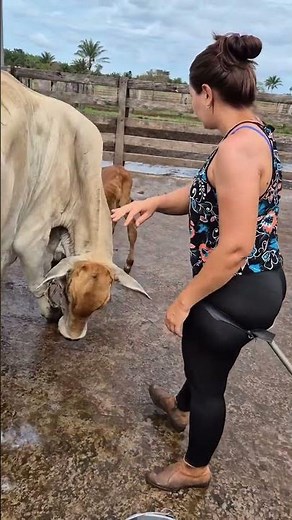 Helping a Newborn Calf Stand for the First Time 🐄❤️ | Farm Life Moments #villagelife