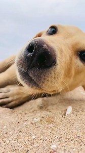 11K views · 367 reactions |  | Dream Hub | Facebook