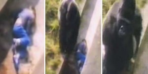 Man 'Forever Thankful' To Gorilla Who Saved His Life As A Child