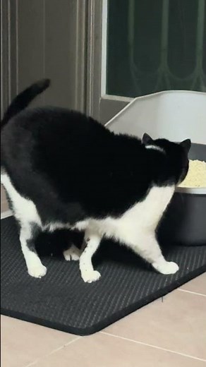 #길고양이#깜냥#냥춘기#냥이영상#까미야밥먹을땐제발ㅠ