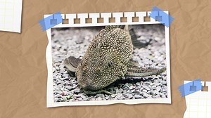 Il peut "marcher" et passer jusqu'à 14 heures hors de l'eau, mais ce n'est pas pour cela que les pêcheurs sont terrifiés par le célèbre "poisson diable". Abonnez-vous à notre chaîne youtube: http://bit.ly/yt-positif | Le Kiwi