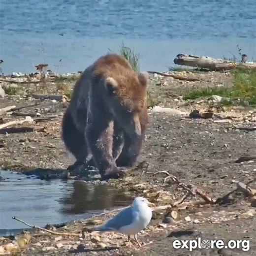 These itchy bears are starting to get creative. | explore.org