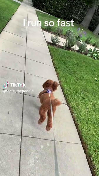 Training for Your Next Marathon with Your Poodle