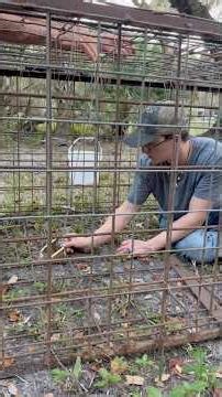 How to set a cage trap for hogs
