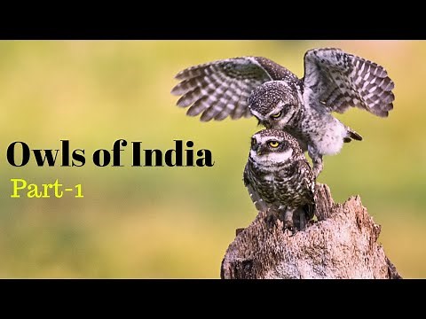 Owls of India: Indian Native Owls and Their Sounds. Part-1