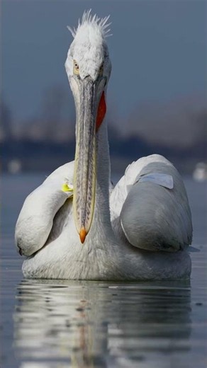 A close-up of the Dalmatian Pelican at Lake Kerkini, Greece, on a sunny morning